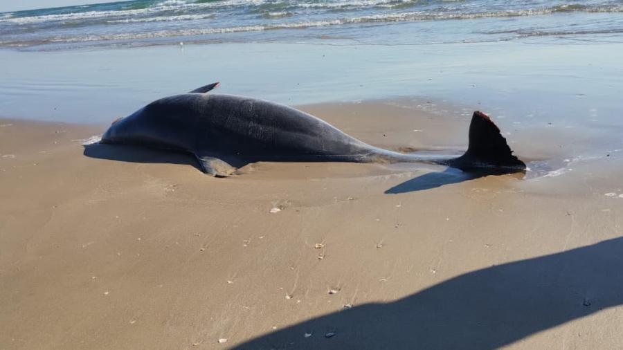 Tras lanzamiento del Starship, alertan por basura espacial y delfines muertos en Playa Bagdad