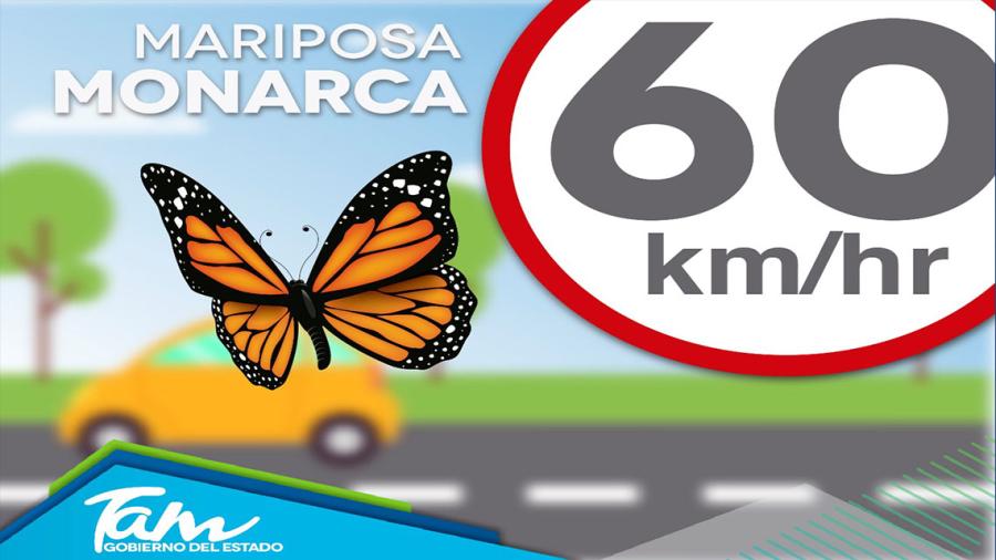 Tamaulipas recibe a la Mariposa Monarca