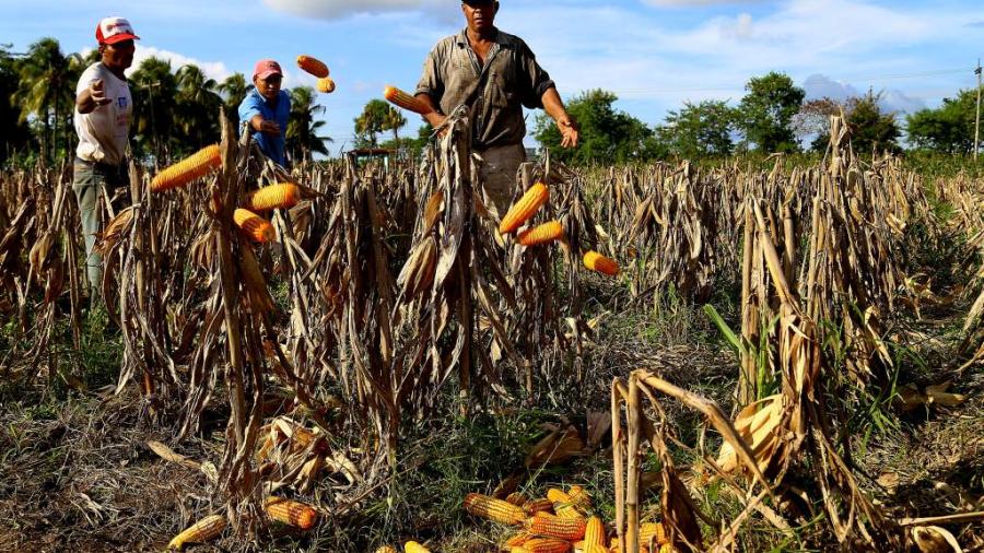 Cosechas de maíz llegan pero apoyo del Gobierno aún no