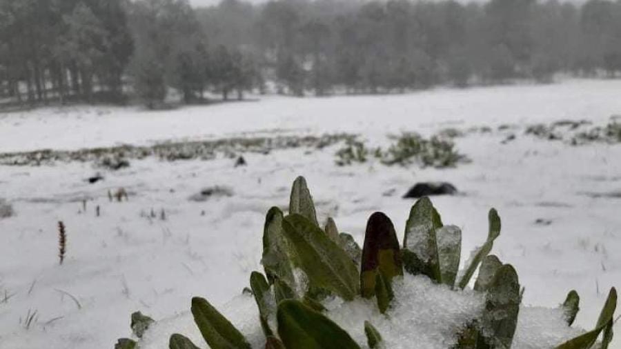 Se registra la primera nevada en Miquihuana