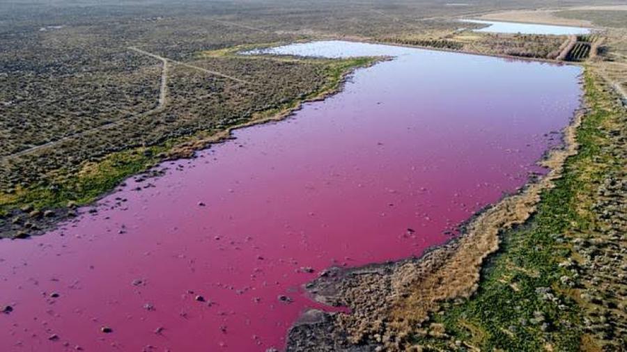 Laguna en Argentina se tiñe de rosa por desechos de residuos tóxicos