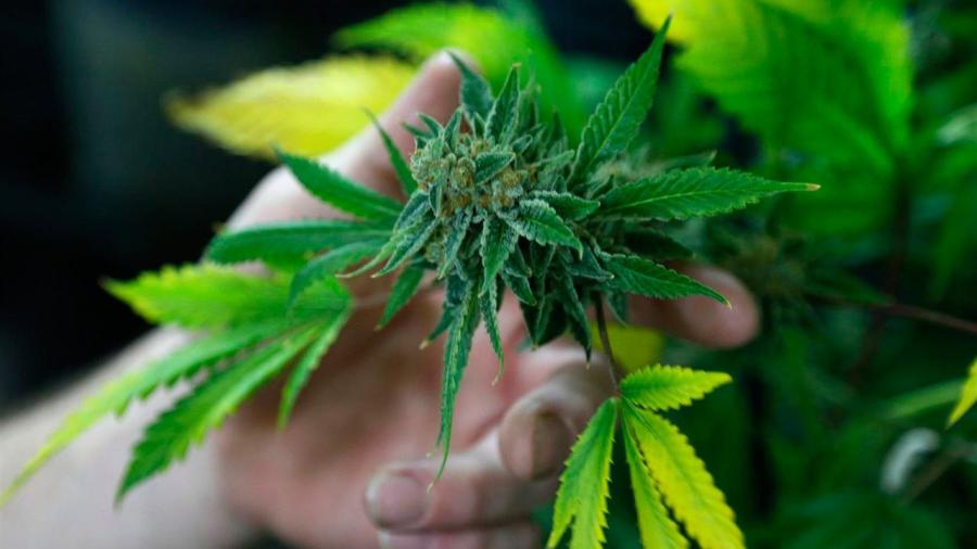 Se analiza legalización de marihuana y otras drogas leves, pero aún no hay consenso: AMLO 