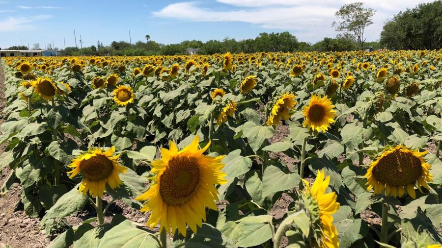 Causa furor cultivo de girasoles en el ejido Revolución 