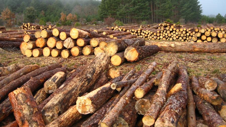 Ya se trabaja en la deforestación ilegal: Haro Bélchez