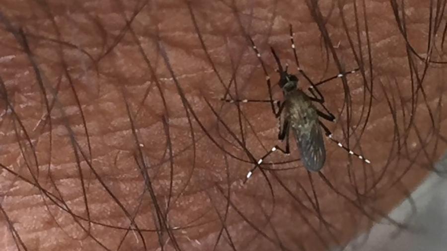 Secretaría de salud intensificará combate contra mosco del dengue.