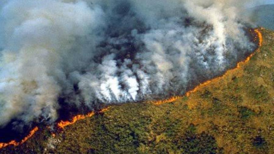 Fauna en Brasil se ve amenazada ante incendios forestales