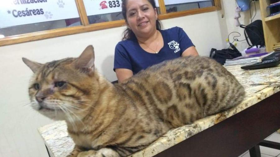 Confunden a gato gigante con leopardo en el parque de Tampico