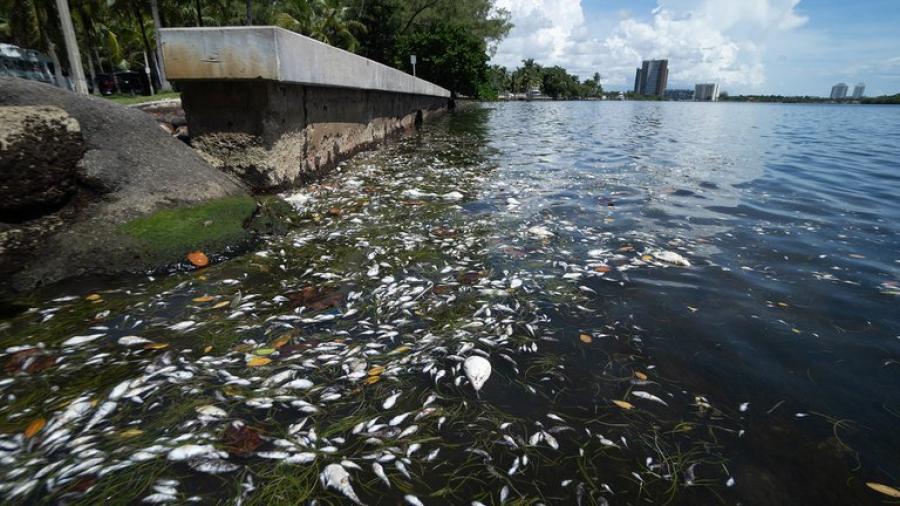 Investigan misteriosa aparición de peces muertos en las costas de Miami
