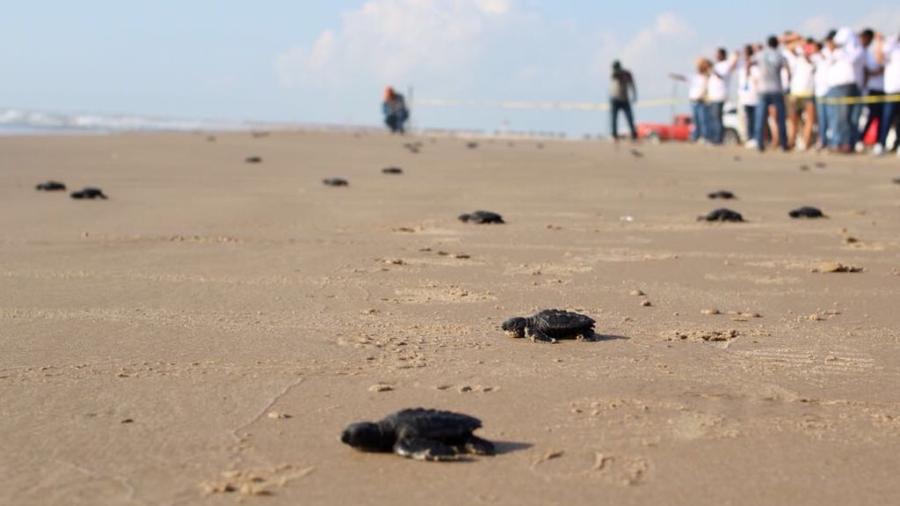 Se refuerza el cuidado a la tortuga Lora, liberando cr&iacute;as de esta especie
