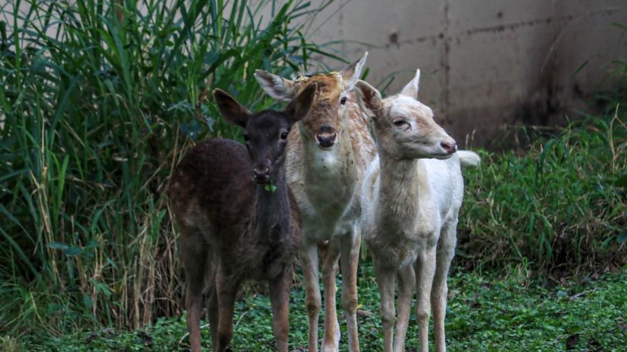 Llegan al Zoológico Tamatán ejemplares en donación del Zoo de Nuevo Laredo