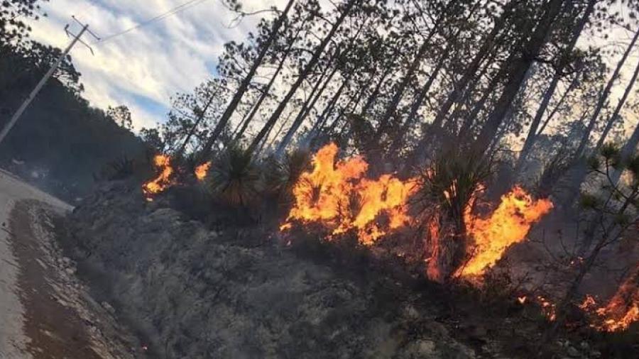 Incendio en Miquihuana afecta 40 hectáreas, se tiene un 50 por ciento de contención
