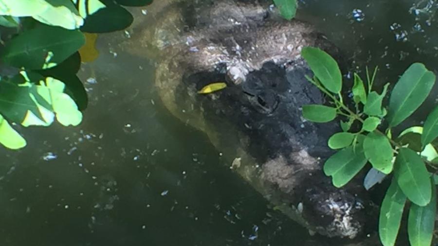 Cocodrilos, peligro constante para pescadores en lagunas 