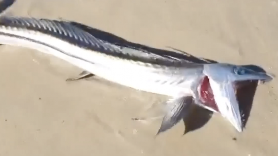 Encuentran un raro pez en playa de California