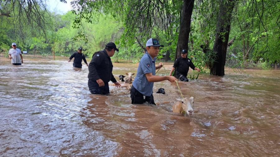Rescatan a personas y borregos tras desbordamiento del río Corona en Tamaulipas