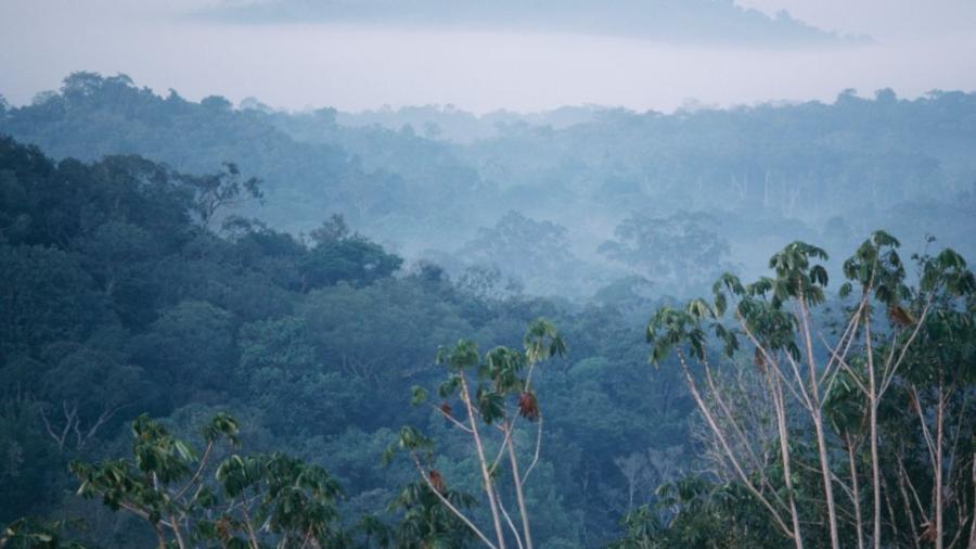 El Amazonas se convertiría en sabana si continúa el calentamiento global