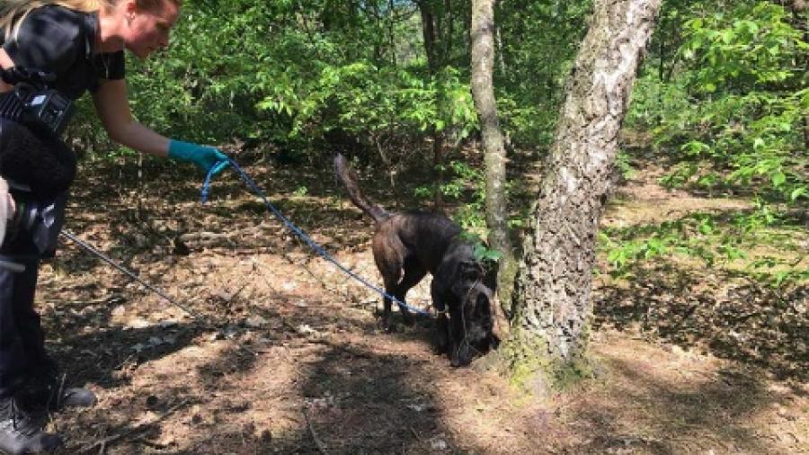 Entrenan a perros para detectar esperma de violadores