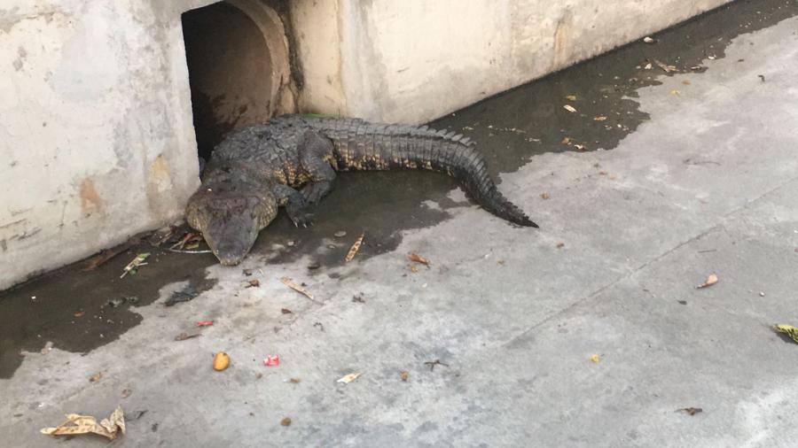 Aparece cocodrilo en canal a cielo abierto 