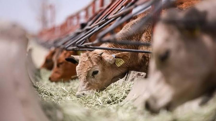 Ganaderos de Tamaulipas pierden $170 millones por cierre fronterizo con EU