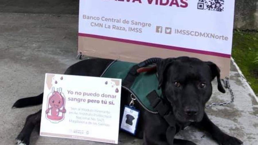 ¡Cuco te invita a donar sangre! 