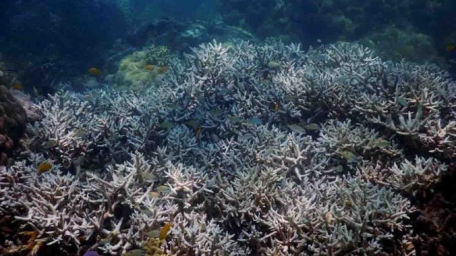 Aparece misteriosa enfermad que está acabando con coral en Florida