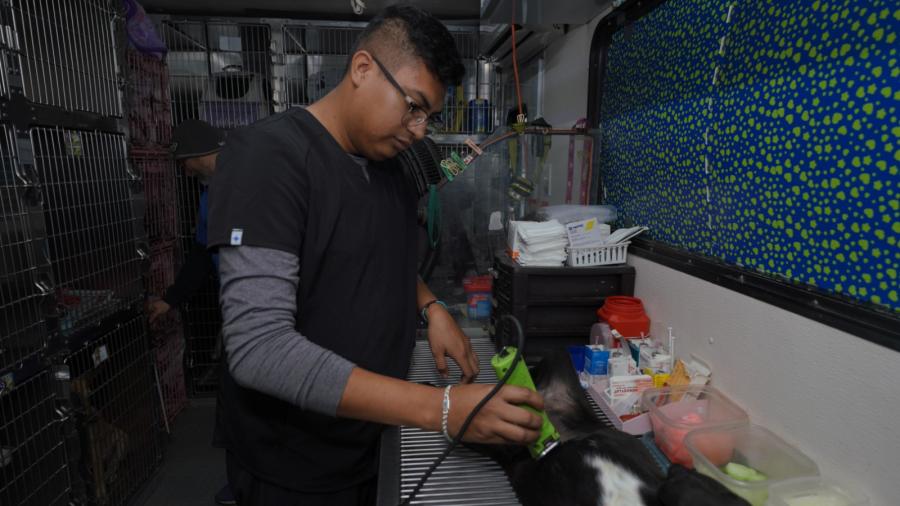 Invita NLD a campaña gratuita de esterilización para perros y gatos