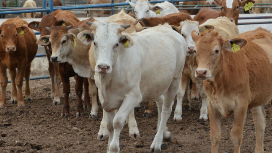 “Melaza y minerales para revitalizar al ganado tamaulipeco”