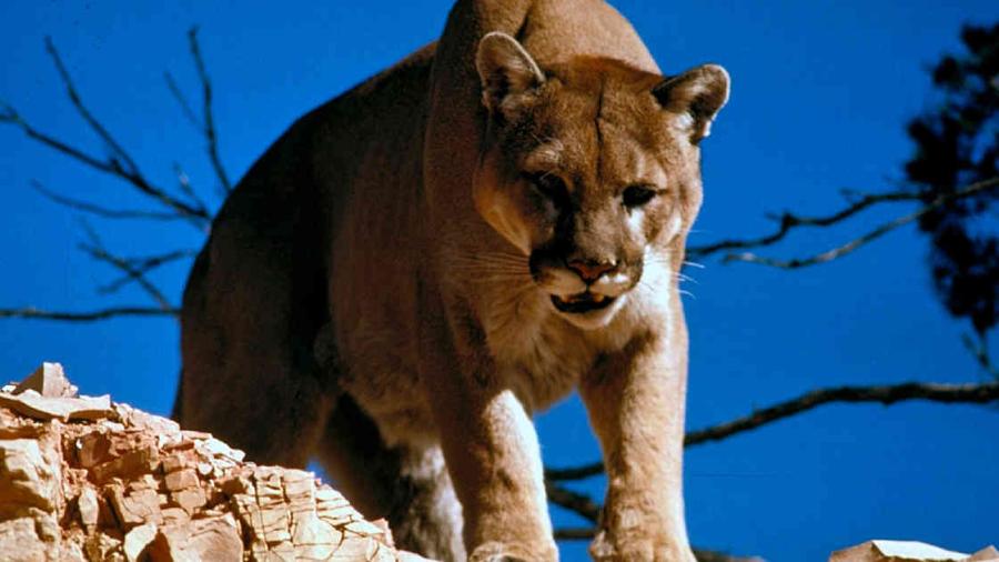 ¡Oficial! Se extingue el puma del oriente de EU