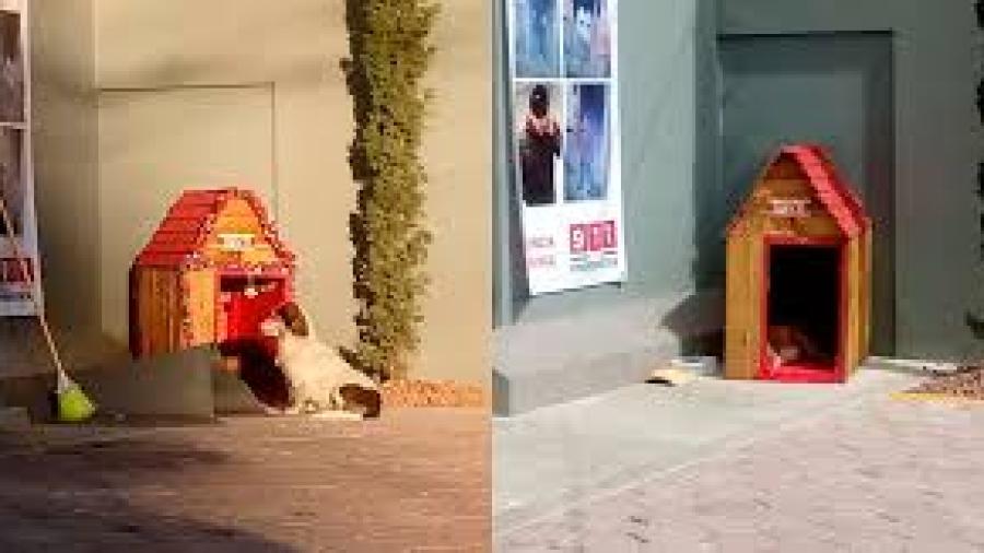 Empleados de Oxxo adoptan aun perrito callejero