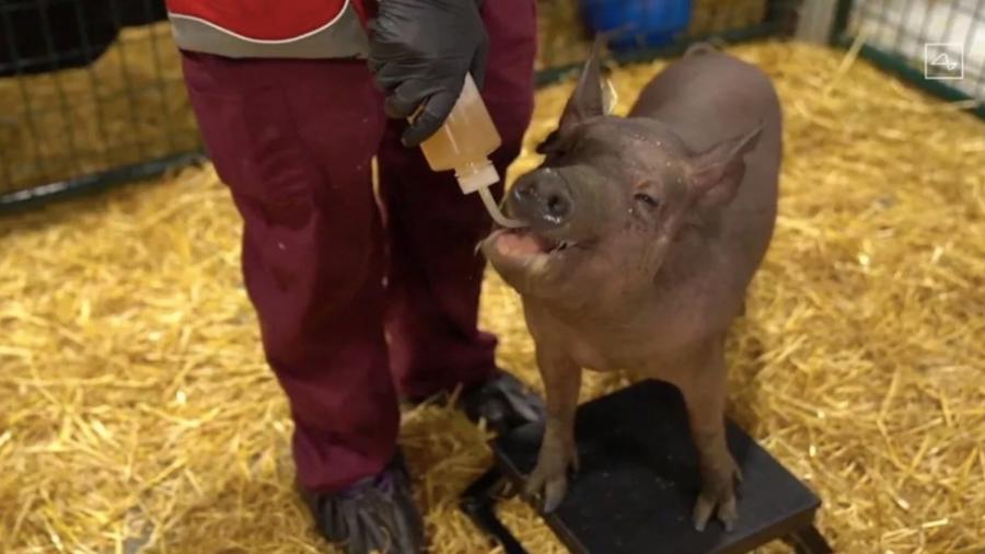 Presenta Elon Musk un cerdo con un chip implantado