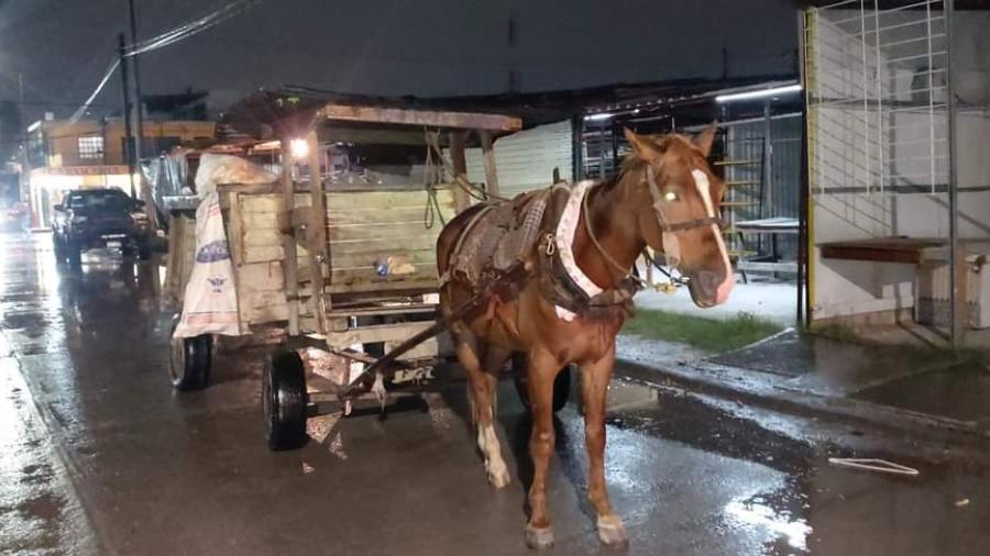 Mantienen vigilancia para evitar maltrato y abuso a mascotas