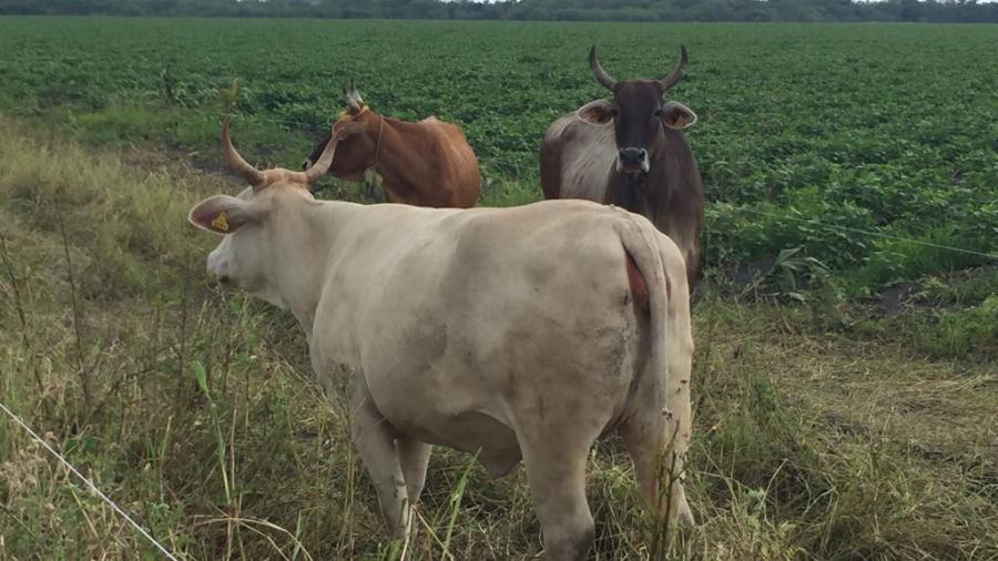 Vacas y caballos en la v&iacute;a p&uacute;blica, peligro para automovilistas