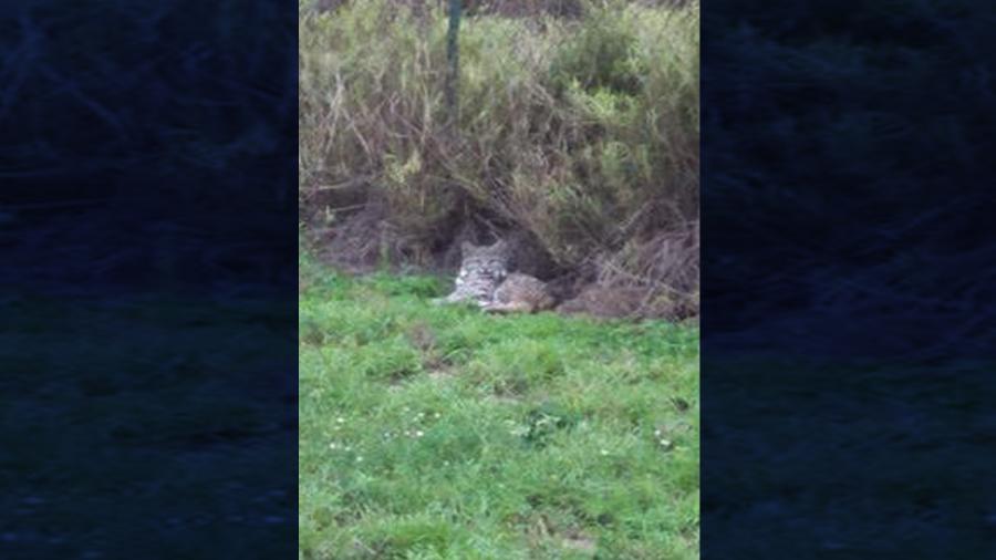 Aparece gato montés suelto en Peñitas