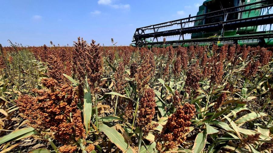 Continúa firme la gestión de Tamaulipas para compensar precio del sorgo