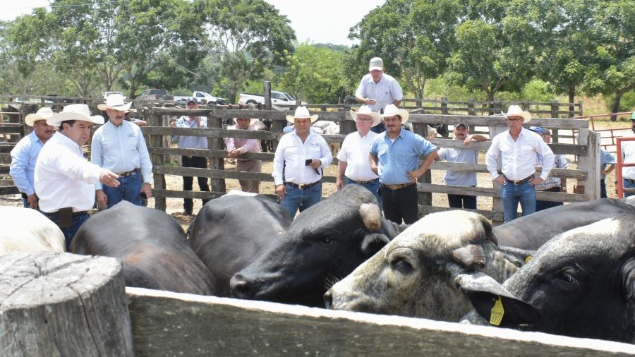 Gobierno de Tamaulipas subsidia a ganaderos de la zona temporalera vaquillas de doble propósito