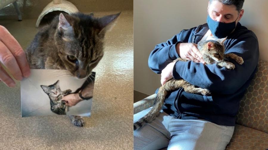 Tras 15 años desaparecida, gatita vuelve con su dueño