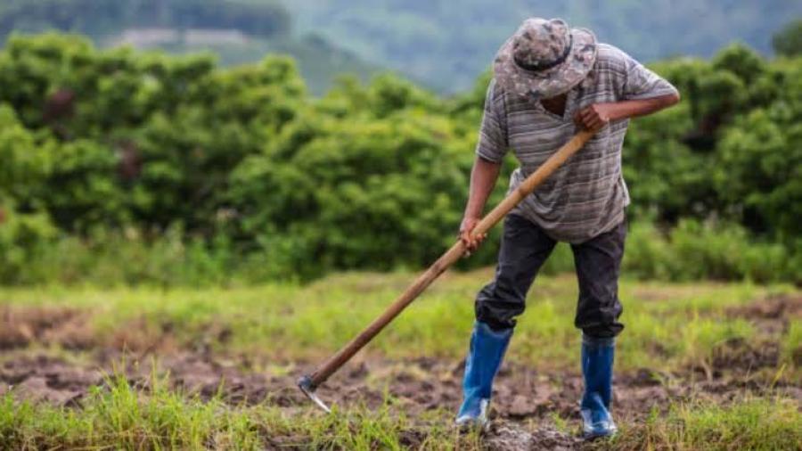 Previo a heladas de 2022, agricultores apenas se recuperan de 2021