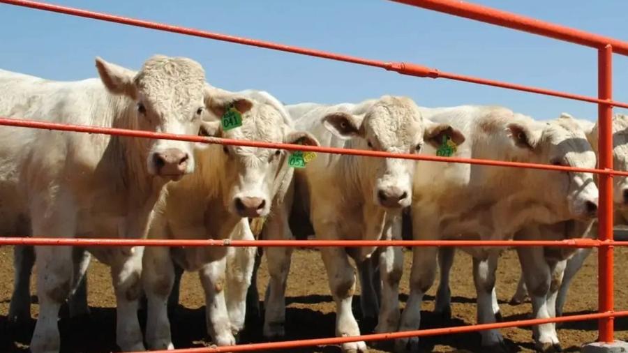 Esperan reabran frontera a exportación de ganado la próxima semana