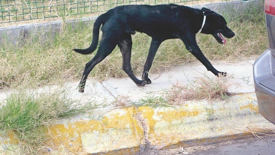 Ofrecen servicios veterinarios gratuitos