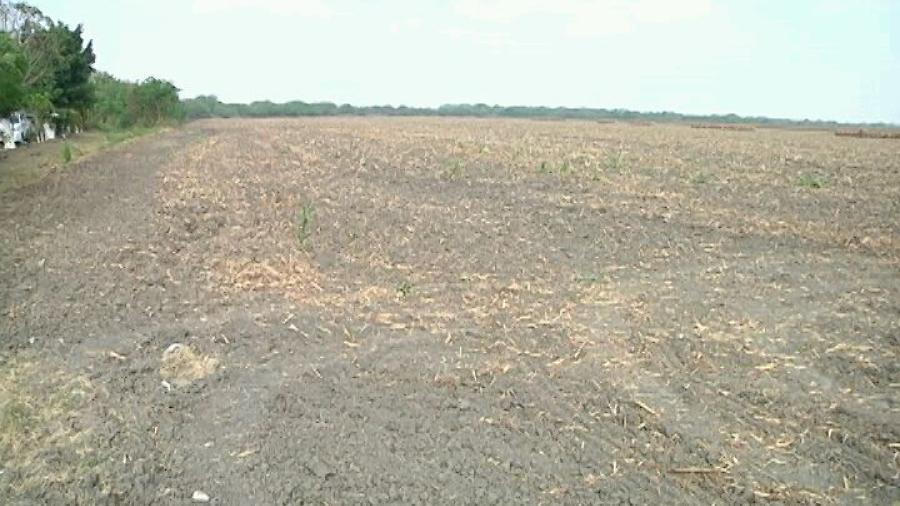 Falta de lluvia pone en riesgo la siembra de soya