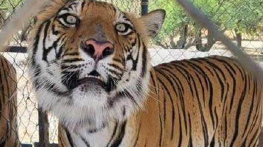 Incautan 10 tigres, 6 jaguares y 5 leones en el estado de Jalisco