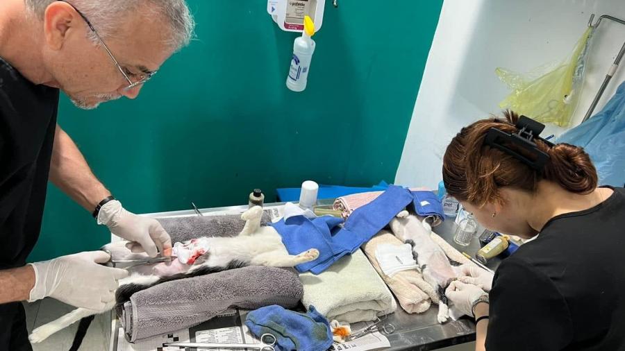 Esteriliza Comusa a miles de perros