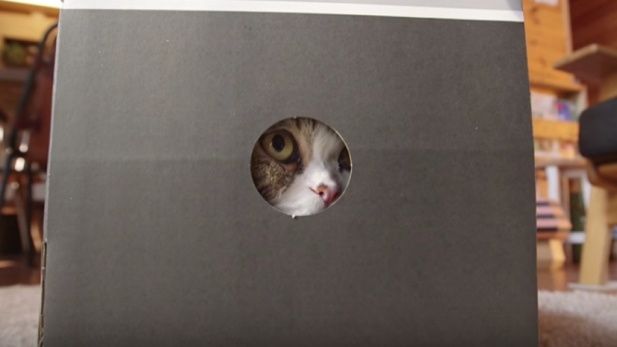 El gato jamones Maru es el video más visto en la historia de YouTube 