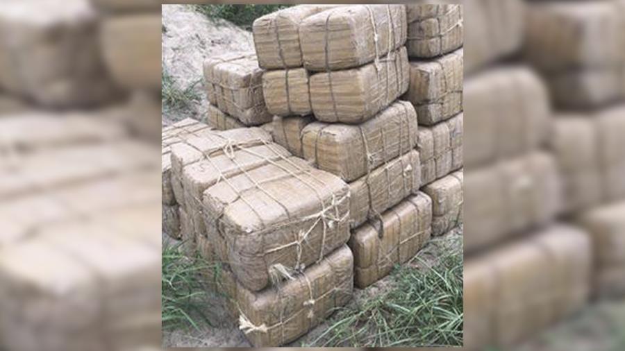 Decomisan 350 kilos de marihuana en Palmview