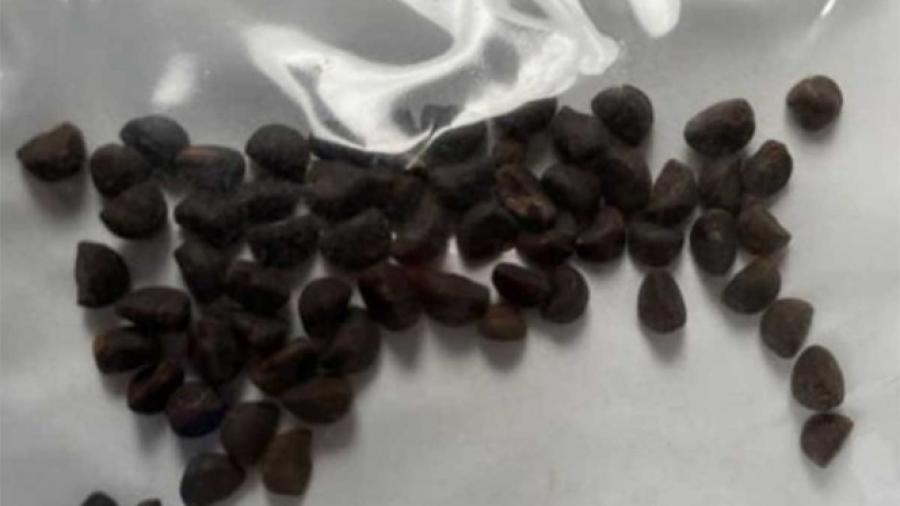 EU alerta ante sospechosos paquetes de semillas chinas