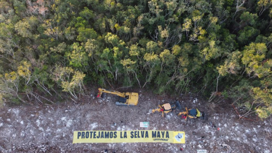 Pide GreenPeace México suspensión inmediata de construcción del tramo 5 del Tren Maya 