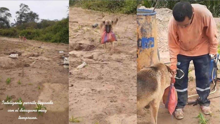 Perrito lleva el lonche a su dueño al trabajo