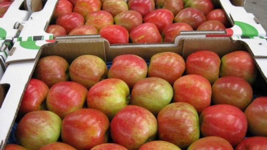 Piden diputados frenar el aumento de importación de manzanas de EU