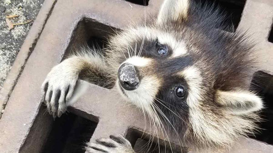 ¡Enhorabuena! Rescantan a mapache que quedó atrapado en coladera