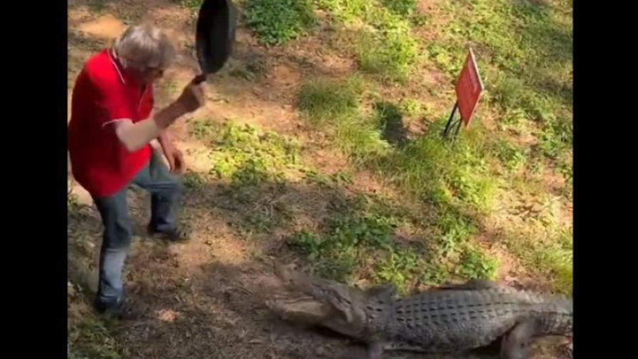 Hombre se defiende de un cocodrilo con un sartén 
