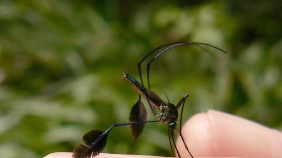 Captan en fotografía al insecto Sabethes; el mosquito más bello del mundo